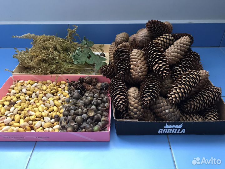 Сухоцветы Шишки Природный материал пакетом