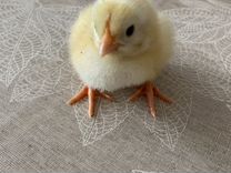 Цыплята бройлера из европейского яйца