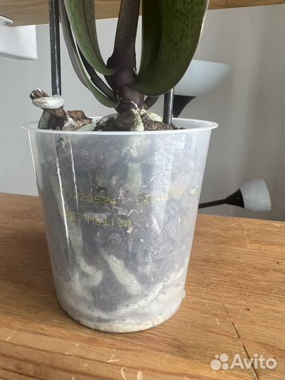 Орхидея парфюмерная Фабрика ароматная Mellion