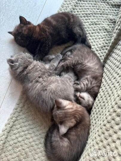 Шотландские котята