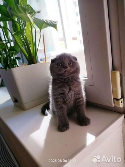 Шотландские вислоухие котята