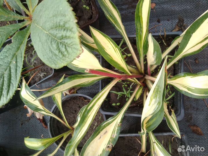 Лилейник, хосты, сангвинария, тимьян, аир, мята