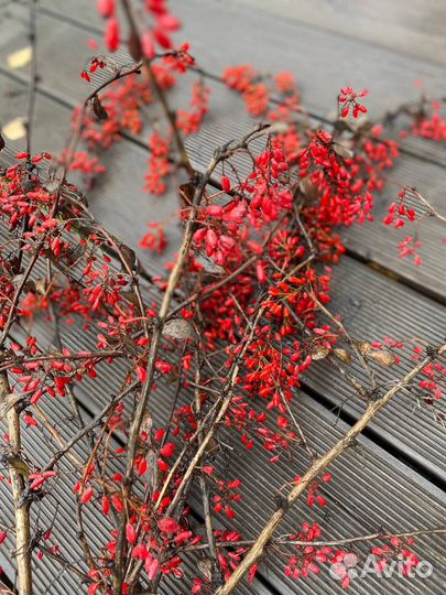 Ветки барбарис