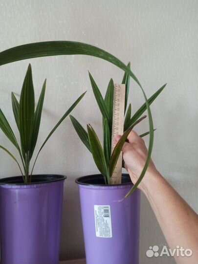 Пальма веерная, кипарис