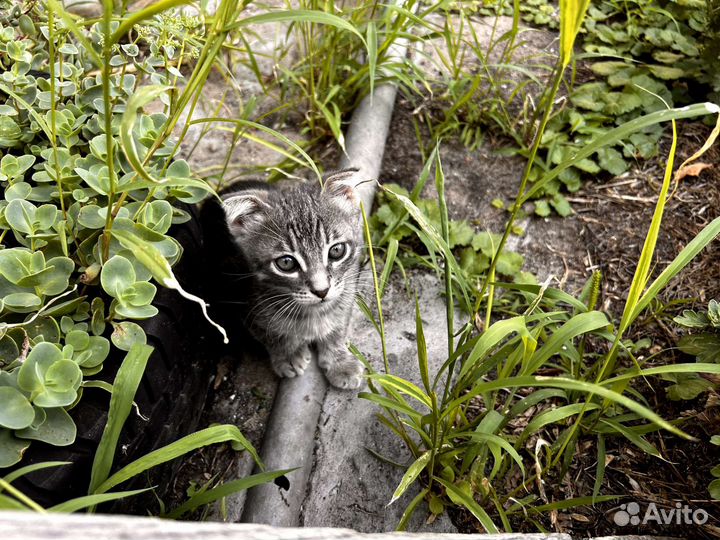 Вислоухие котята в добрые руки