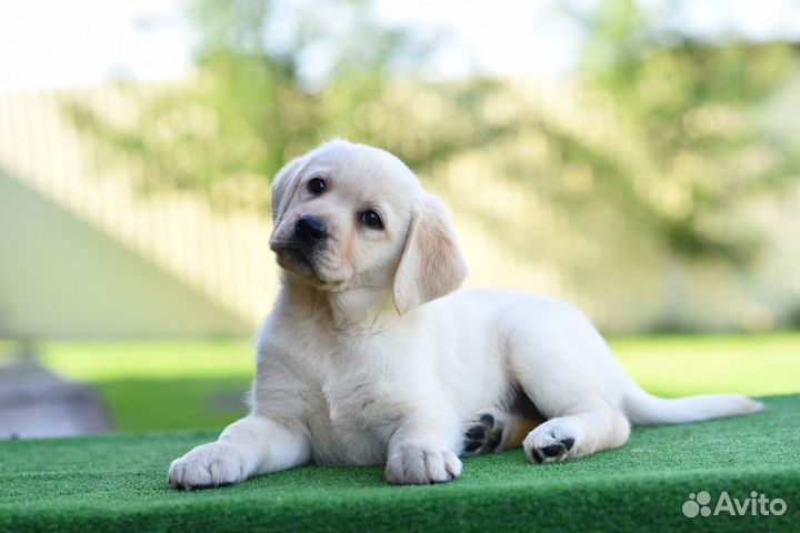 Палевые и белые девочки лабрадор
