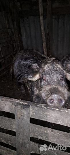 Хряк Венгерская мангалица