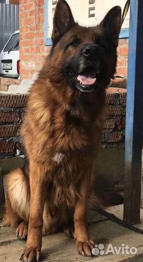 Щенки немецкой овчарки