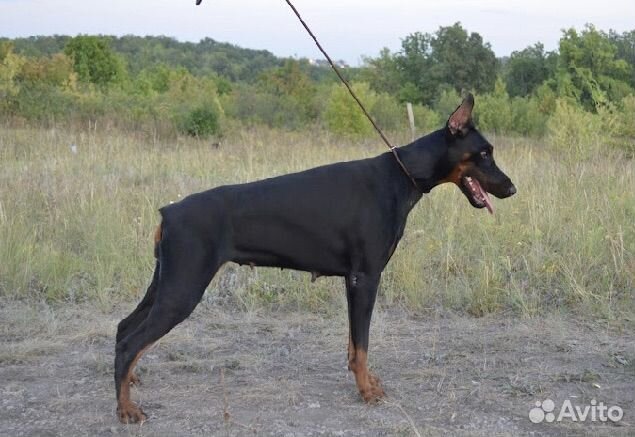 Щенки добермана