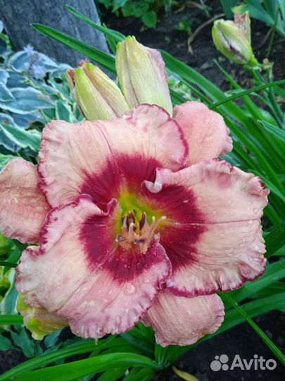 Лилейники сортовые