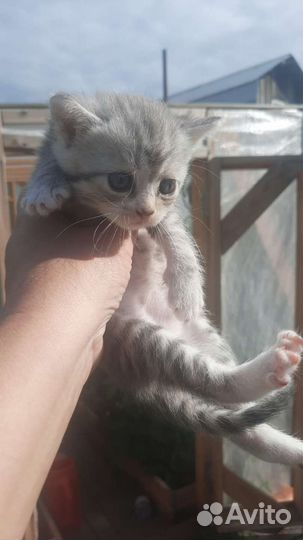 Котёнок девочка