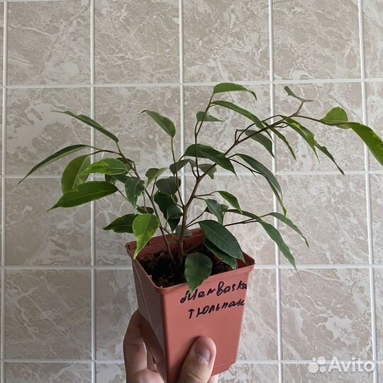 Фикус Бенджамина Анастасия