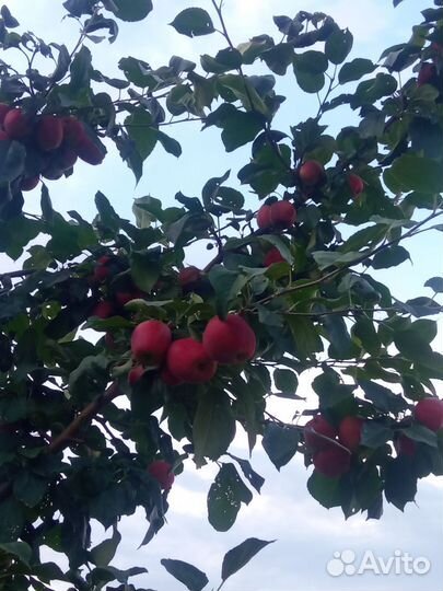 Яблоки домашние