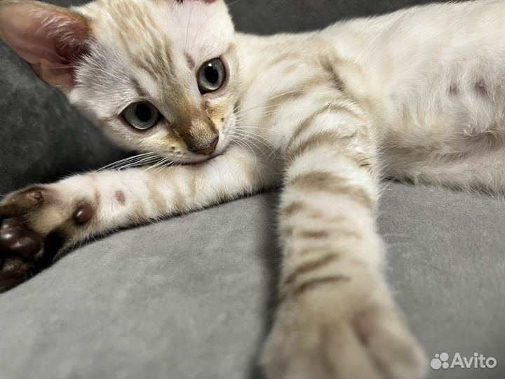 Бенгальская снежная с родословной