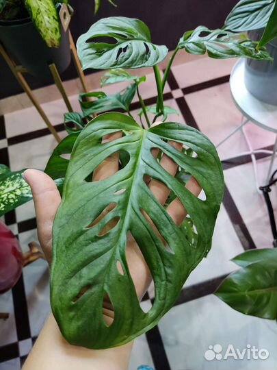 Монстера Адонсона (манки маск)