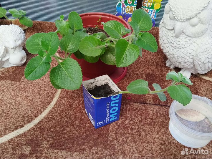 Комнатные растения