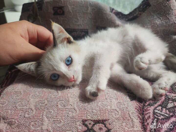 Отдам в добрые руки