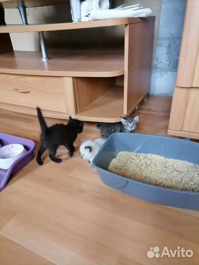 Котята в хорошие руки