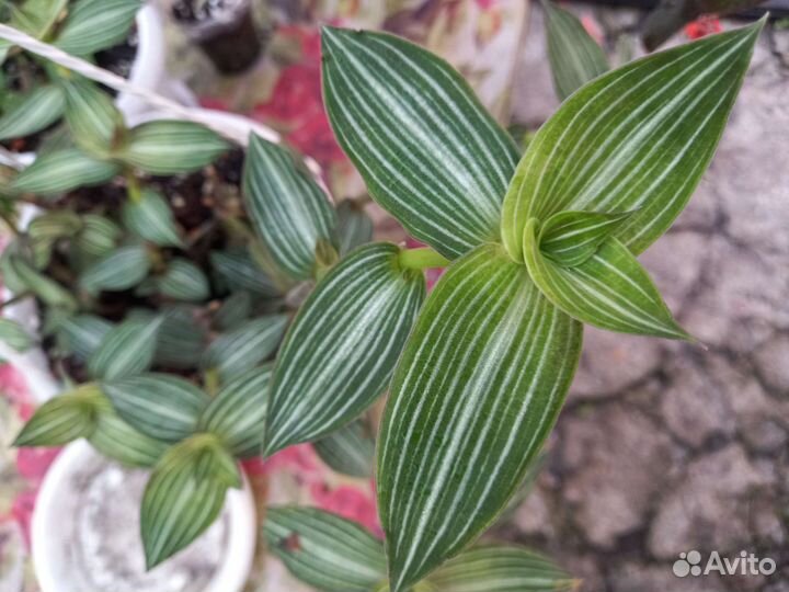 Комнатные растения цветы