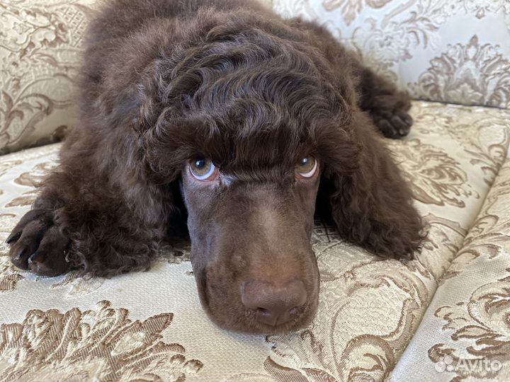 Пудель Сапфир