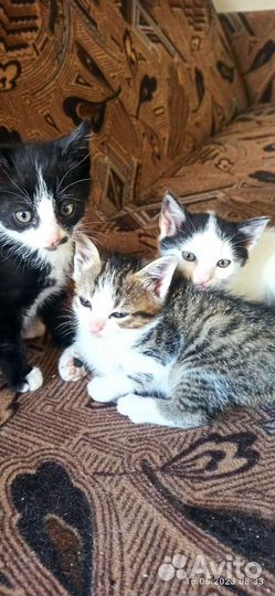 Кошки в добрые руки бесплатно