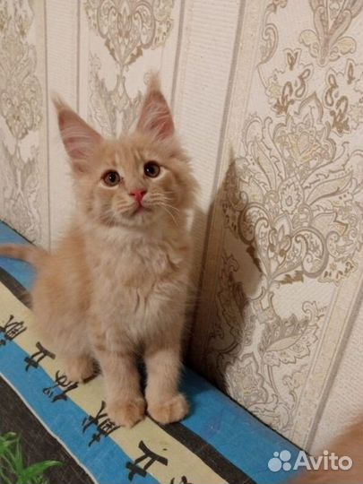 Котята мейн-кун