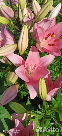 Многолетники садовые