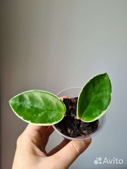 Хойя кримсон квин