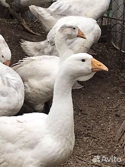 Холмогорские гуси