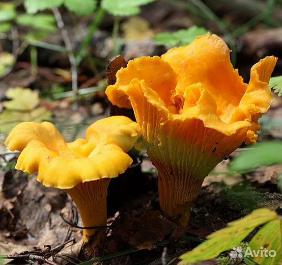 Грибы лисички