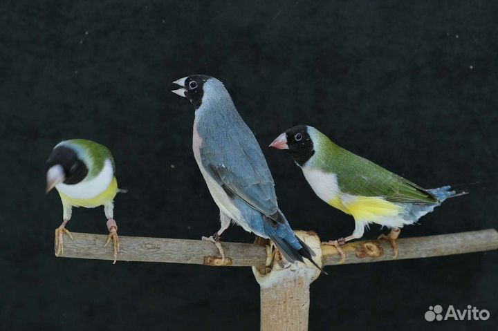 Амадины гульда