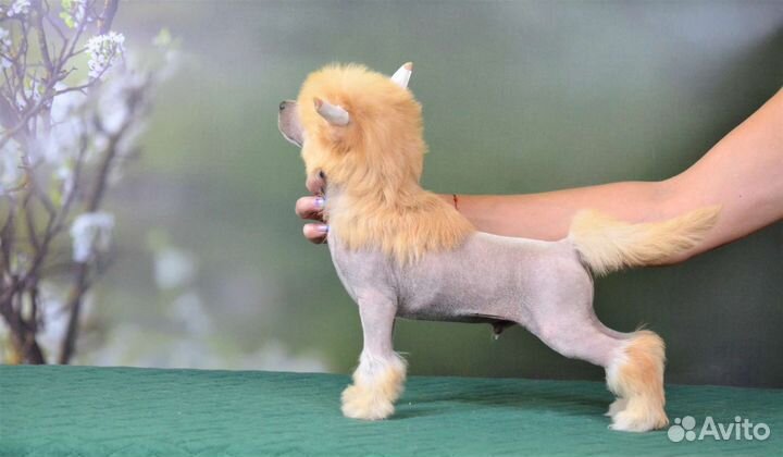 Китайская хохлатая