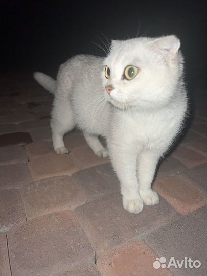 Кошка в дар