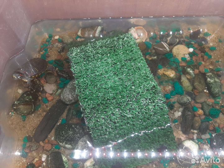 Черепаха с аквариумом