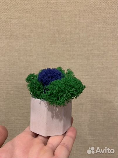 Кашпо со мхом