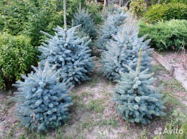 Саженцы ель голубая