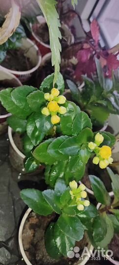 Каланхое цветущий