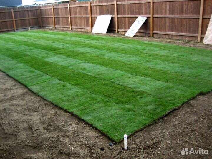 Газонная трава в рулонах