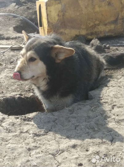 Жулик,компаньон