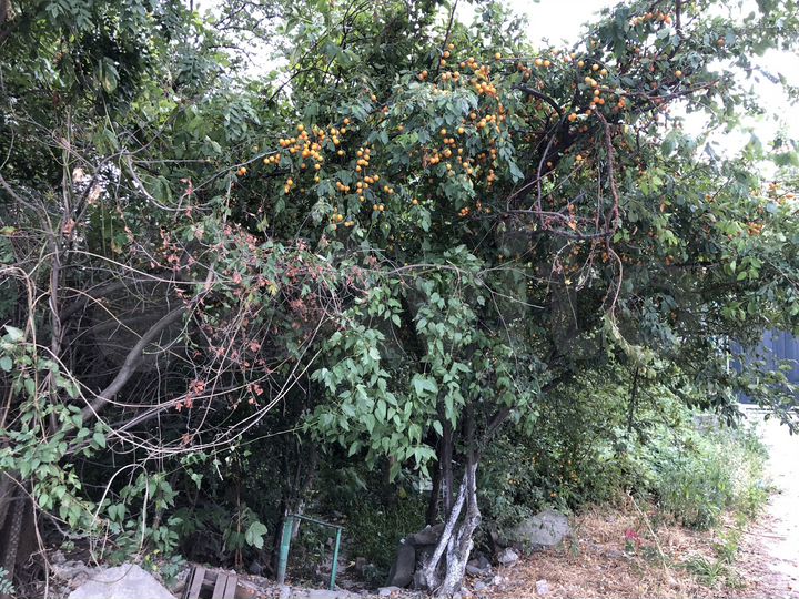 Участок 11,6 сот. (ИЖС)