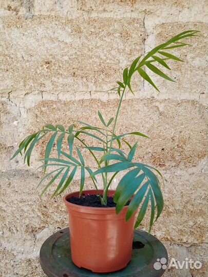 Хамедорея изящная / Chamaedorea elegans