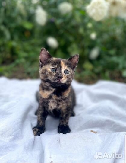 Кошка в дар