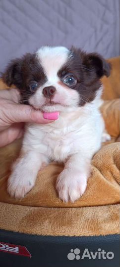 Девочка чихуахуа дш