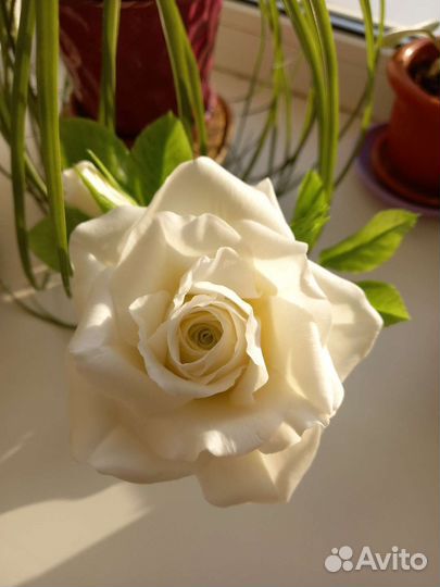 Цветы из полимерной глины холодный фарфор