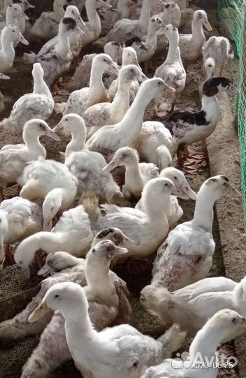 Утки Муларды