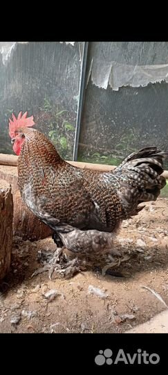 Молодые петухи