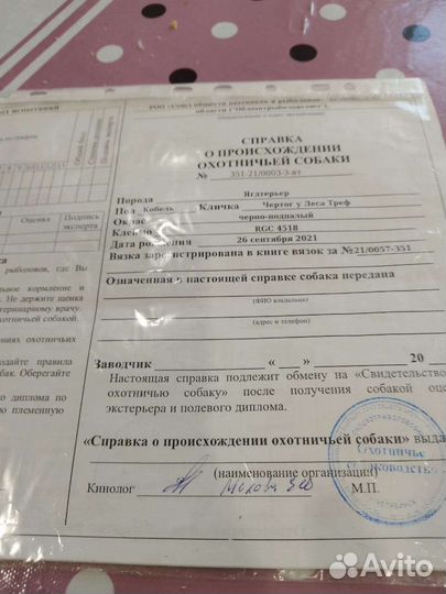 Щенки ягдтерьера