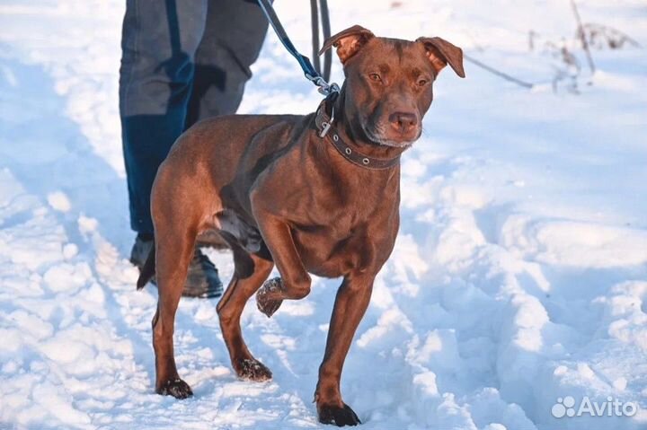 Некрупный питбуль Басэм ищет дом