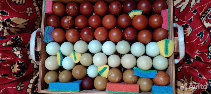 Инкубационное яйцо