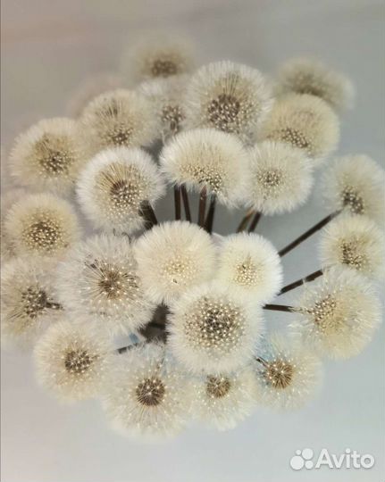 Одуванчик натуральный сухоцвет